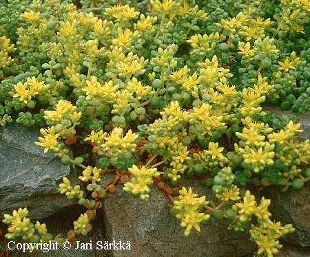  Sedum divergens 